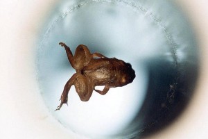 Photographie de l’expérience de lévitation diamagnétique d'Andre Geim sur une grenouille.